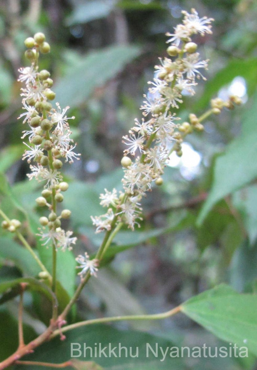 Mallotus philippensis (Lam.) Müll.Arg.